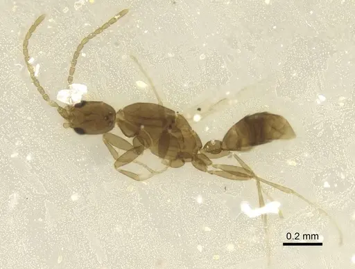 Leptanilla tenuis specimen CASENT0911454 image casent0911454_2