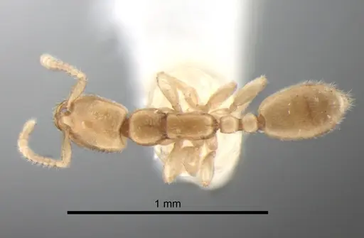 Leptanilla thai specimen CASENT0842752 image casent0842752_1
