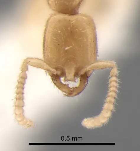 Leptanilla thai specimen CASENT0842752 image casent0842752_2