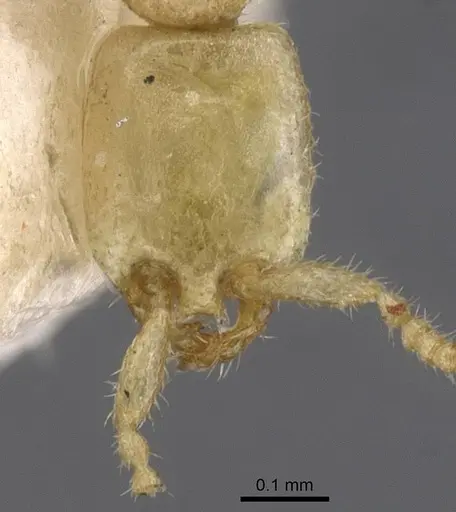 Leptanilla thai specimen CASENT0911455 image casent0911455_1