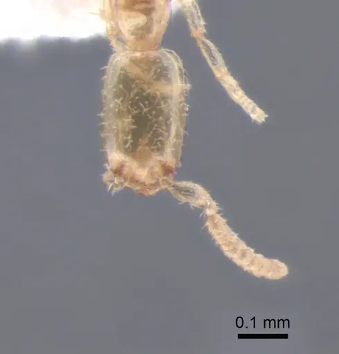 Leptanilla theryi specimen CASENT0842751 image casent0842751_2