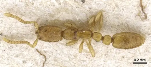 Leptanilla theryi specimen CASENT0905758 image casent0905758_1