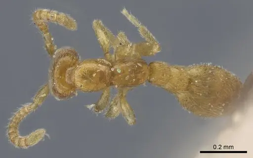 Leptanilla theryi specimen CASENT0907033 image casent0907033_1