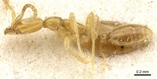 Leptanilla vaucheri specimen CASENT0903767 image casent0903767_3