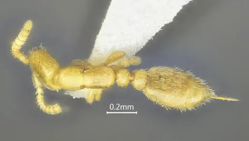 Leptanilla yunnanensis specimen ANTWEB1060532 image antweb1060532_1