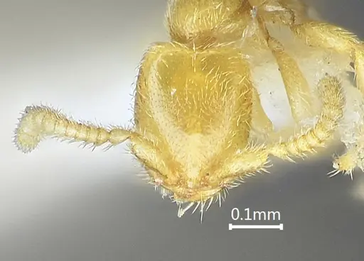Leptanilla yunnanensis specimen ANTWEB1060532 image antweb1060532_2