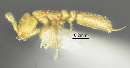 Leptanilla yunnanensis specimen ANTWEB1060532 image antweb1060532_3