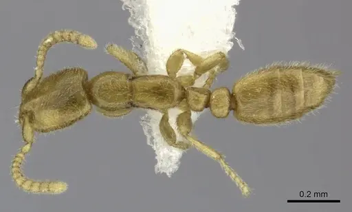 Leptanilla yunnanensis specimen CASENT0235340 image casent0235340_1