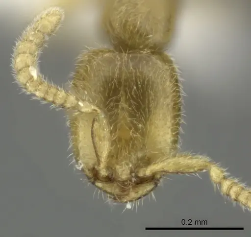 Leptanilla yunnanensis specimen CASENT0235340 image casent0235340_2