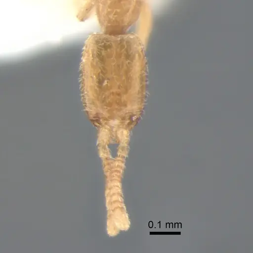 Leptanilla zaballosi specimen CASENT0842629 image casent0842629_2