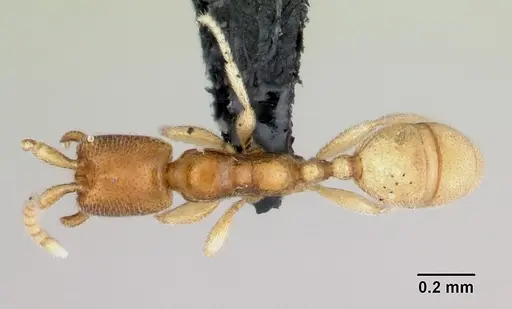 Leptanilloides amazonus specimen CASENT0006815 image casent0006815_1