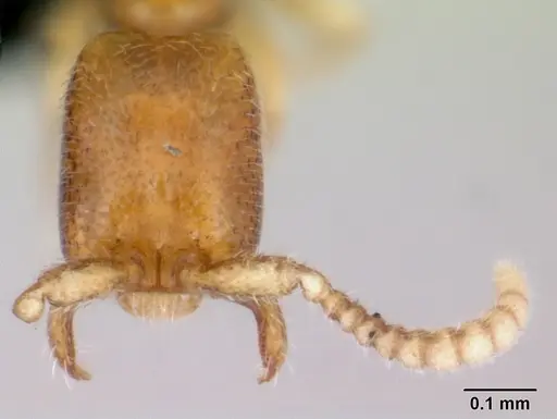 Leptanilloides amazonus specimen CASENT0006815 image casent0006815_2