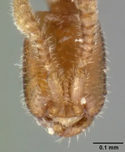 Leptanilloides amazonus specimen CASENT0101449 image casent0101449_2