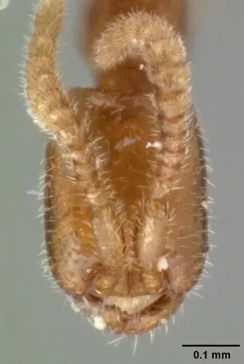 Leptanilloides amazonus specimen CASENT0101449 image casent0101449_3