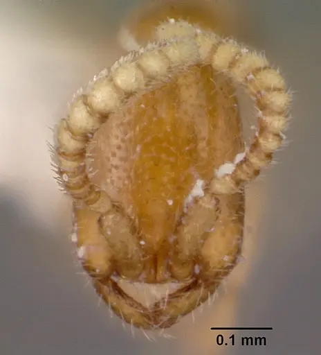 Leptanilloides amazonus specimen CASENT0104669 image casent0104669_2