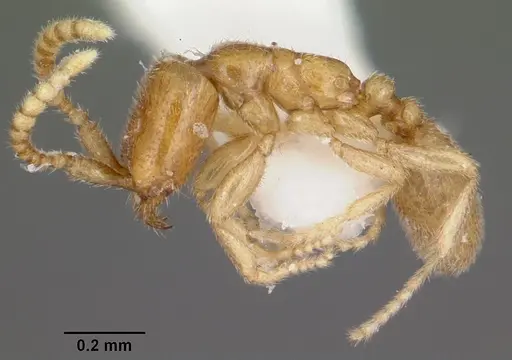 Leptanilloides amazonus specimen CASENT0104669 image casent0104669_3