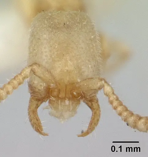 Leptanilloides amazonus specimen CASENT0178867 image casent0178867_2