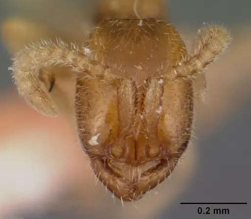 Leptanilloides anae specimen CASENT0104667 image casent0104667_2