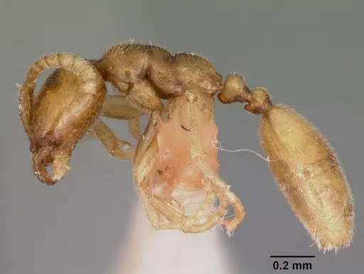 Leptanilloides anae specimen CASENT0104667 image casent0104667_3