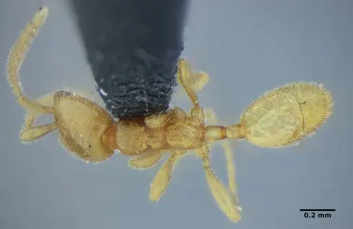 Leptanilloides anae specimen UFV-LABECOL-003543 image ufv-labecol-003543_1