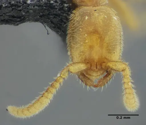 Leptanilloides anae specimen UFV-LABECOL-003543 image ufv-labecol-003543_2