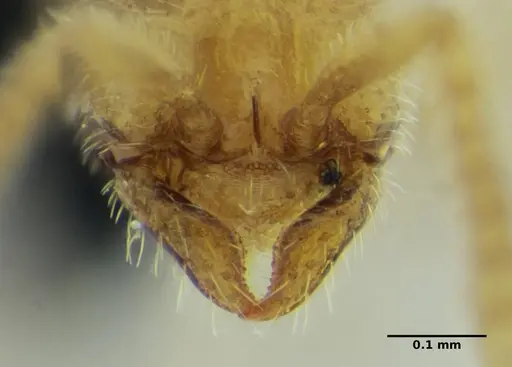 Leptanilloides anae specimen UFV-LABECOL-003543 image ufv-labecol-003543_3