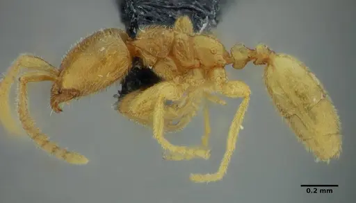 Leptanilloides anae specimen UFV-LABECOL-003543 image ufv-labecol-003543_4