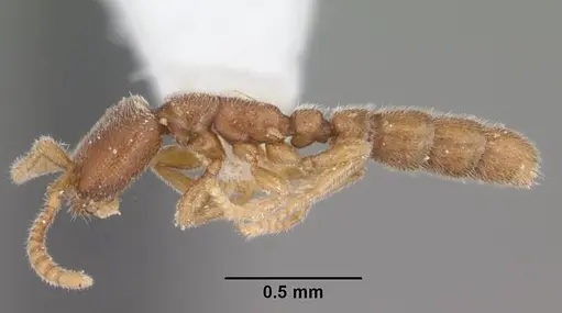 Leptanilloides caracola specimen CASENT0103064 image casent0103064_3