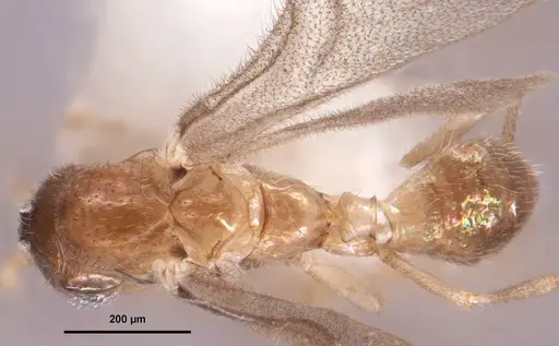 Leptanilloides chihuahuaensis specimen MEM207971 image mem207971_1