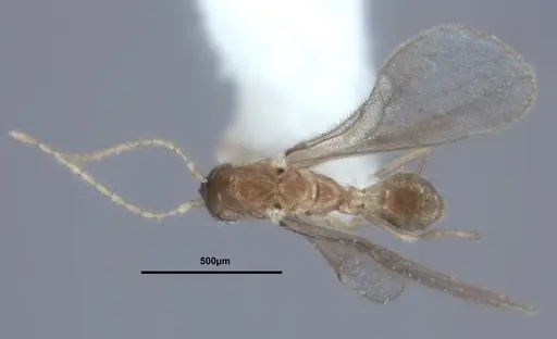 Leptanilloides chihuahuaensis specimen MEM207971 image mem207971_2