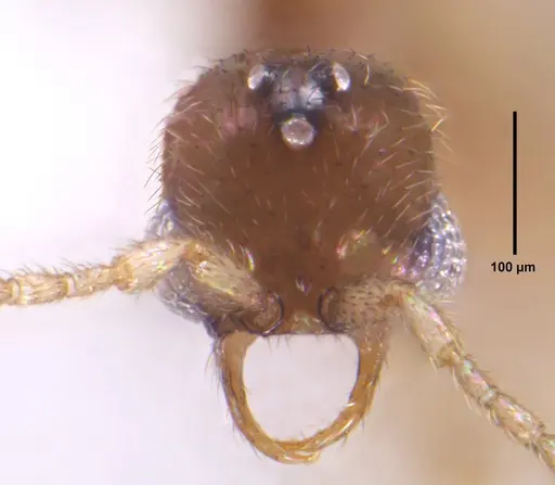 Leptanilloides chihuahuaensis specimen MEM207971 image mem207971_3
