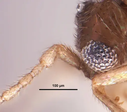 Leptanilloides chihuahuaensis specimen MEM207971 image mem207971_4