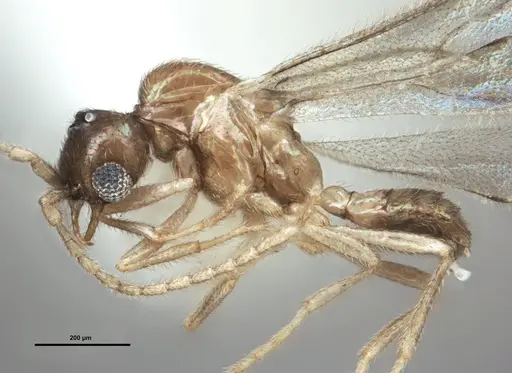 Leptanilloides chihuahuaensis specimen MEM207971 image mem207971_5