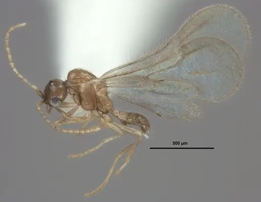 Leptanilloides chihuahuaensis specimen MEM207971 image mem207971_6