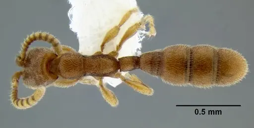 Leptanilloides erinys specimen CASENT0234596 image casent0234596_1