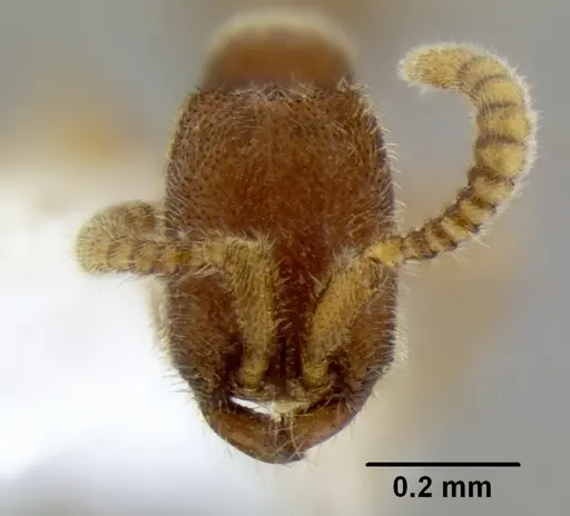 Leptanilloides erinys specimen CASENT0234596 image casent0234596_2