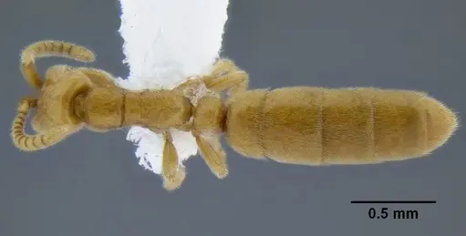 Leptanilloides erinys specimen CASENT0234616 image casent0234616_1