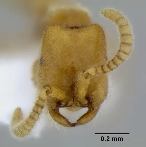 Leptanilloides erinys specimen CASENT0234616 image casent0234616_2