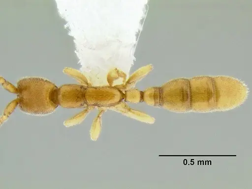 Leptanilloides femoralis specimen CASENT0106180 image casent0106180_1