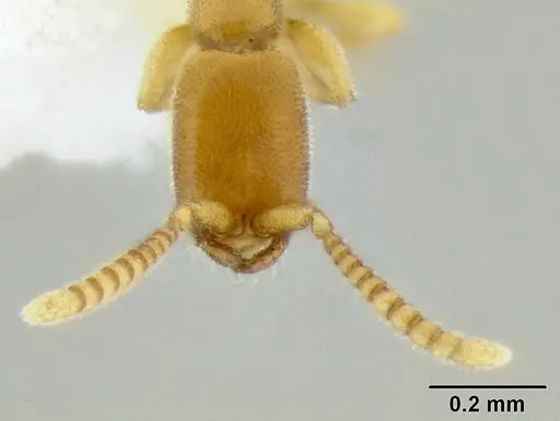 Leptanilloides femoralis specimen CASENT0106180 image casent0106180_2