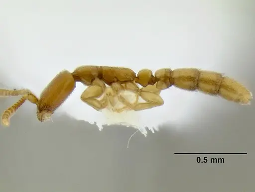 Leptanilloides femoralis specimen CASENT0106180 image casent0106180_3