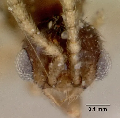 Leptanilloides golbachi specimen CASENT0172251 image casent0172251_3