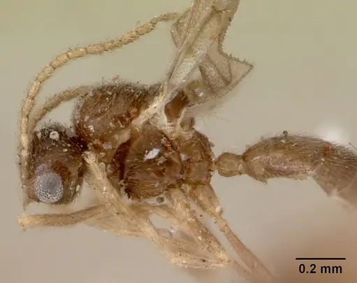 Leptanilloides golbachi specimen CASENT0172251 image casent0172251_4