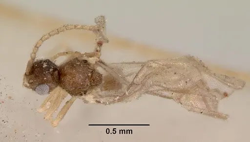 Leptanilloides golbachi specimen CASENT0172252 image casent0172252_1