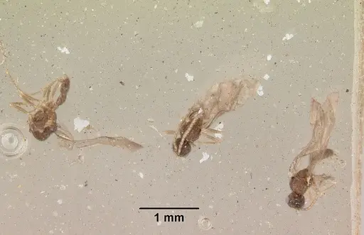 Leptanilloides golbachi specimen CASENT0172252 image casent0172252_2