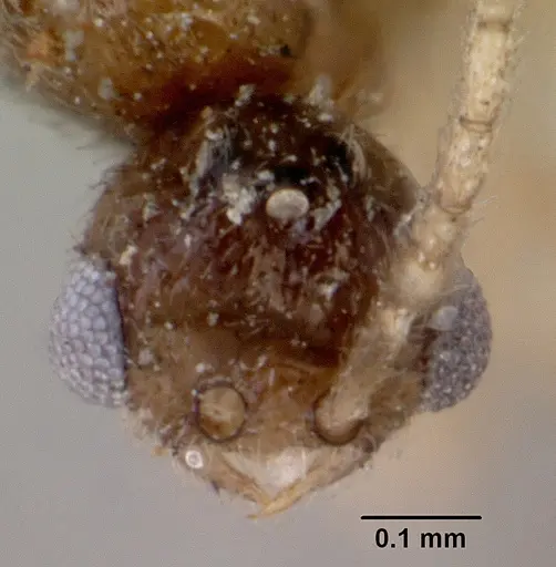 Leptanilloides golbachi specimen CASENT0172252 image casent0172252_3