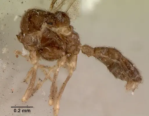 Leptanilloides golbachi specimen CASENT0172253 image casent0172253_4