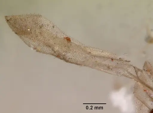 Leptanilloides golbachi specimen CASENT0172253 image casent0172253_5