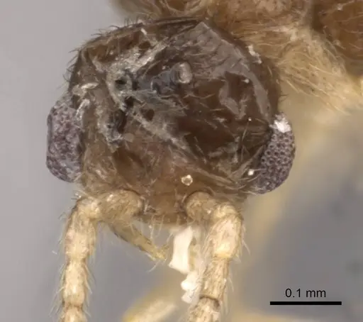 Leptanilloides golbachi specimen CASENT0907586 image casent0907586_2