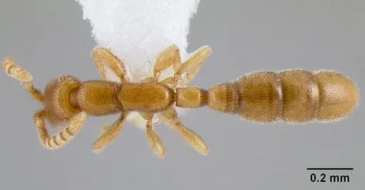 Leptanilloides gracilis specimen CASENT0106179 image casent0106179_1
